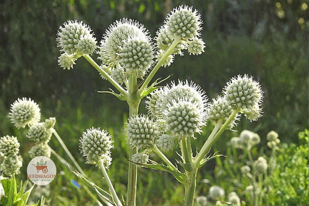 100 Rattlesnake Master Seeds – Eryngium yuccifolium Native Prairie Perennial Pollinator Garden Plant