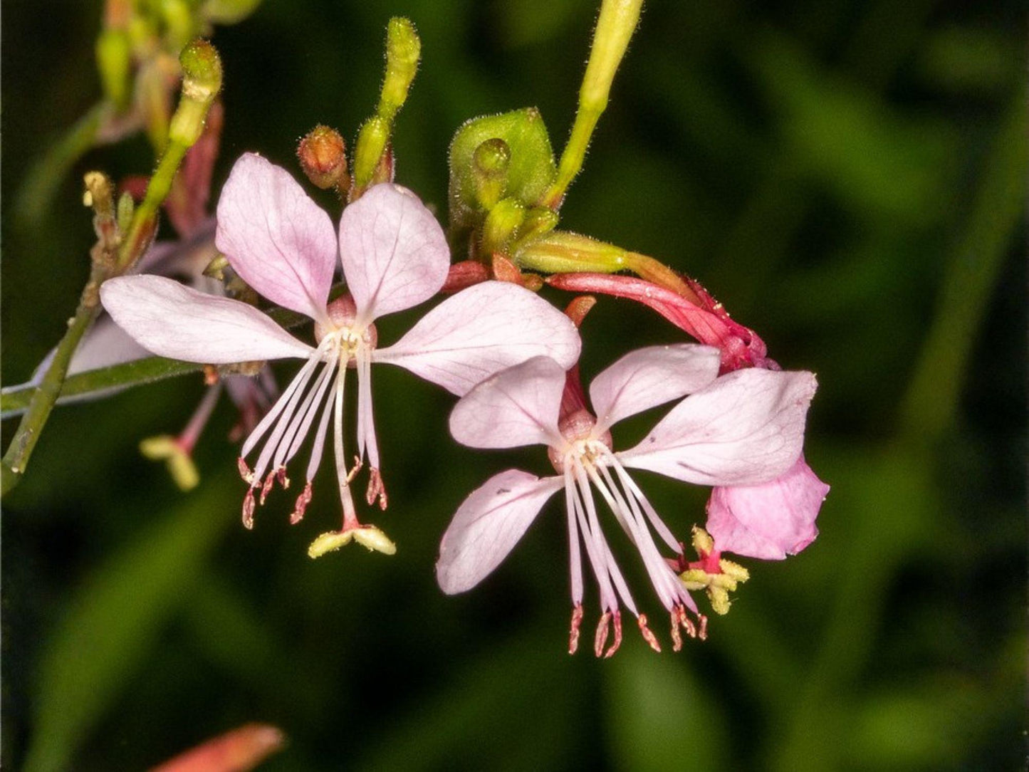 Gaura biennis Seeds – Heirloom Non-GMO Wildflower for Pollinator Gardens, White Blooms, Native Prairie, 10 Seeds