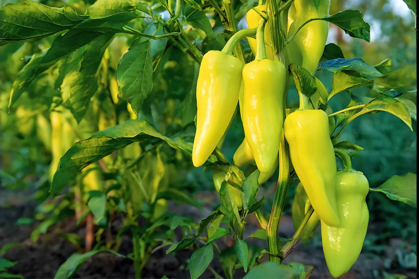 Cubanelle Pepper Seeds (25) | Sweet Italian Mild Pepper, Capsicum annuum, Elongated Light Green to Red Fruits