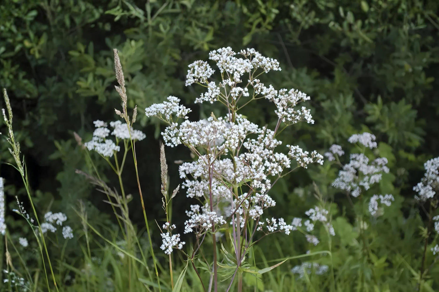 Anise Herb Seeds (100) for Baking, Tea & Herbal Remedies – Pimpinella anisum, Licorice Flavor, Easy to Grow