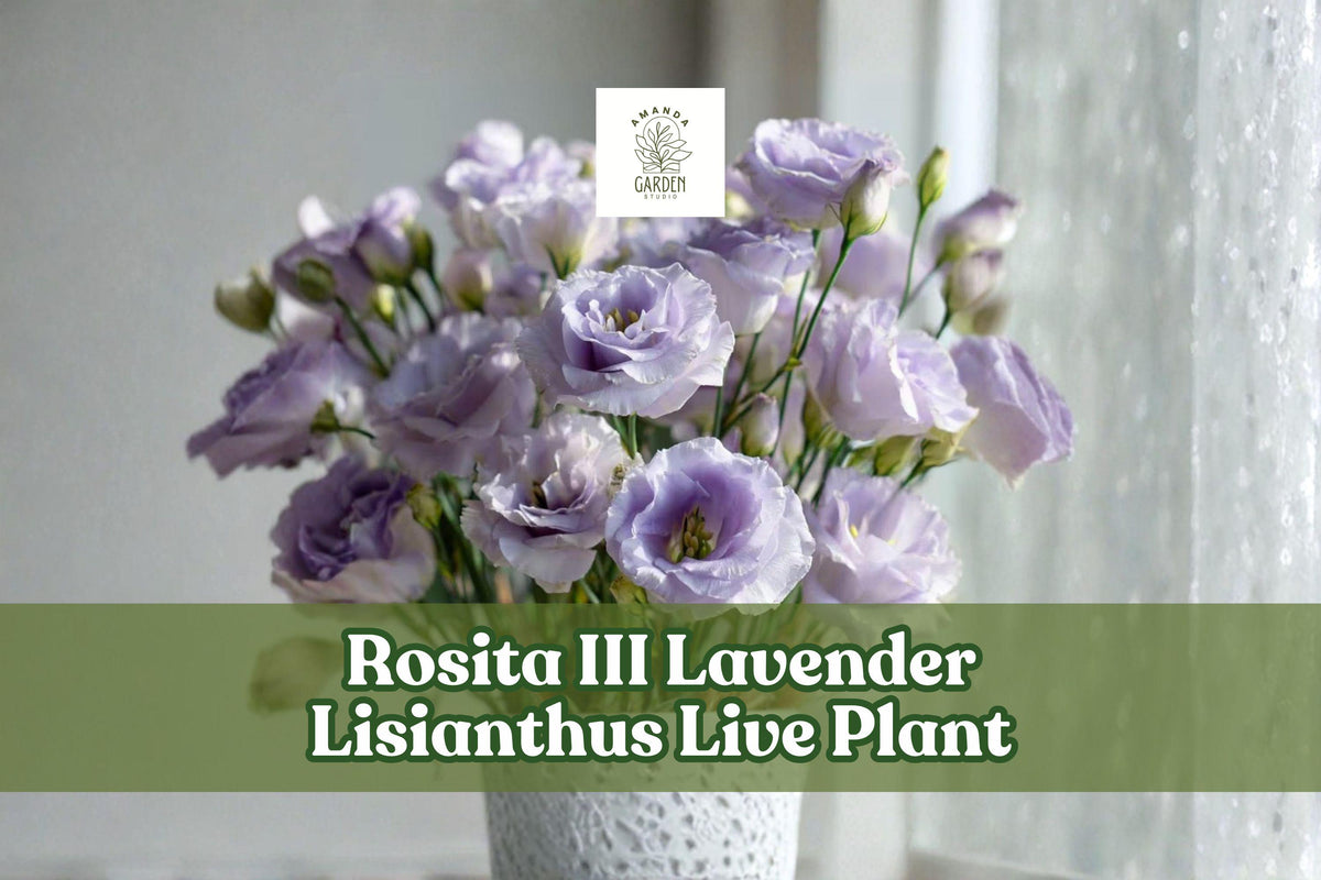 Rosita III Lavender Lisianthus Live Plant | Eustoma grandiflorum Starter Plug for Containers & Garden