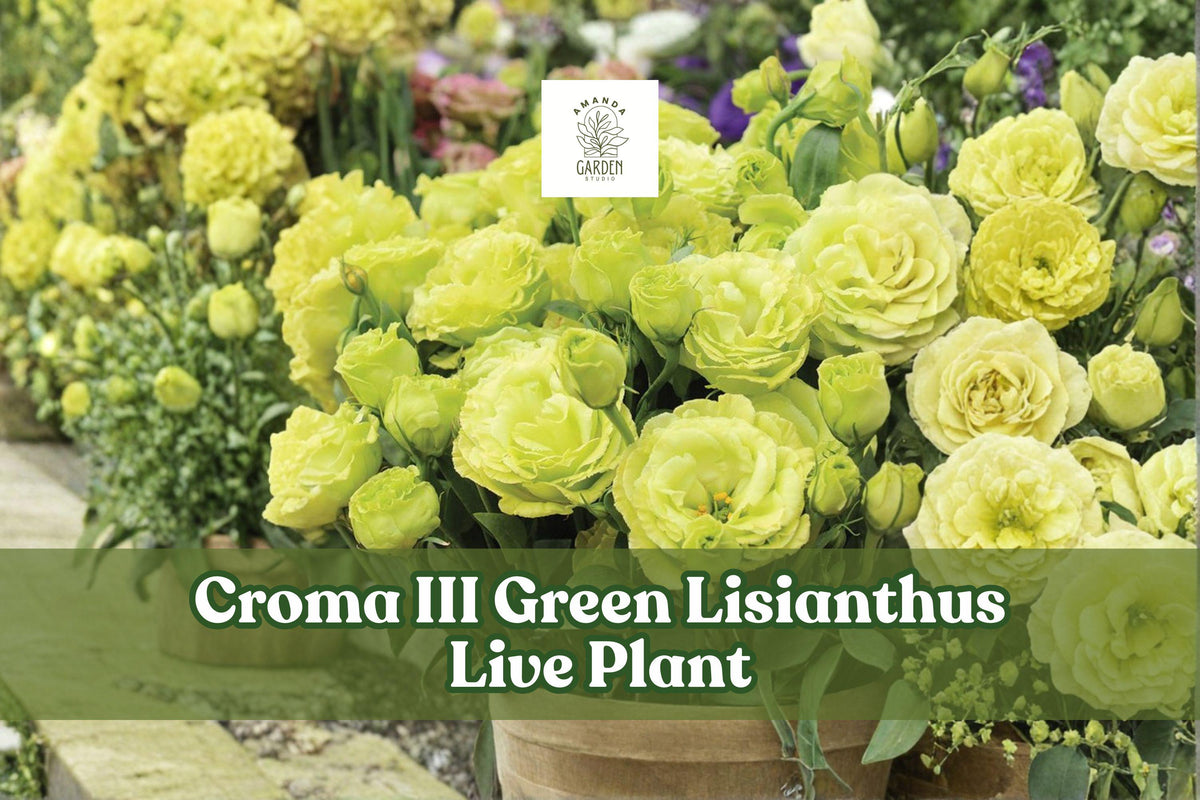 Croma III Green Lisianthus Live Plant | Eustoma grandiflorum Starter Plug for Containers & Gardens