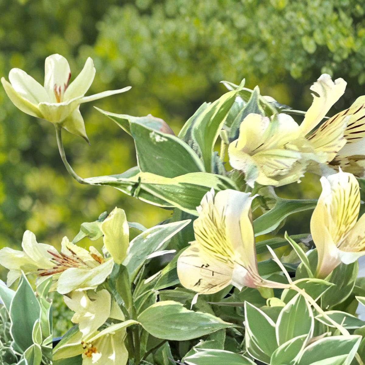 Yellow Variegated Peruvian Lily Bulb – Alstroemeria aurea Live Plant for Garden Beds & Borders