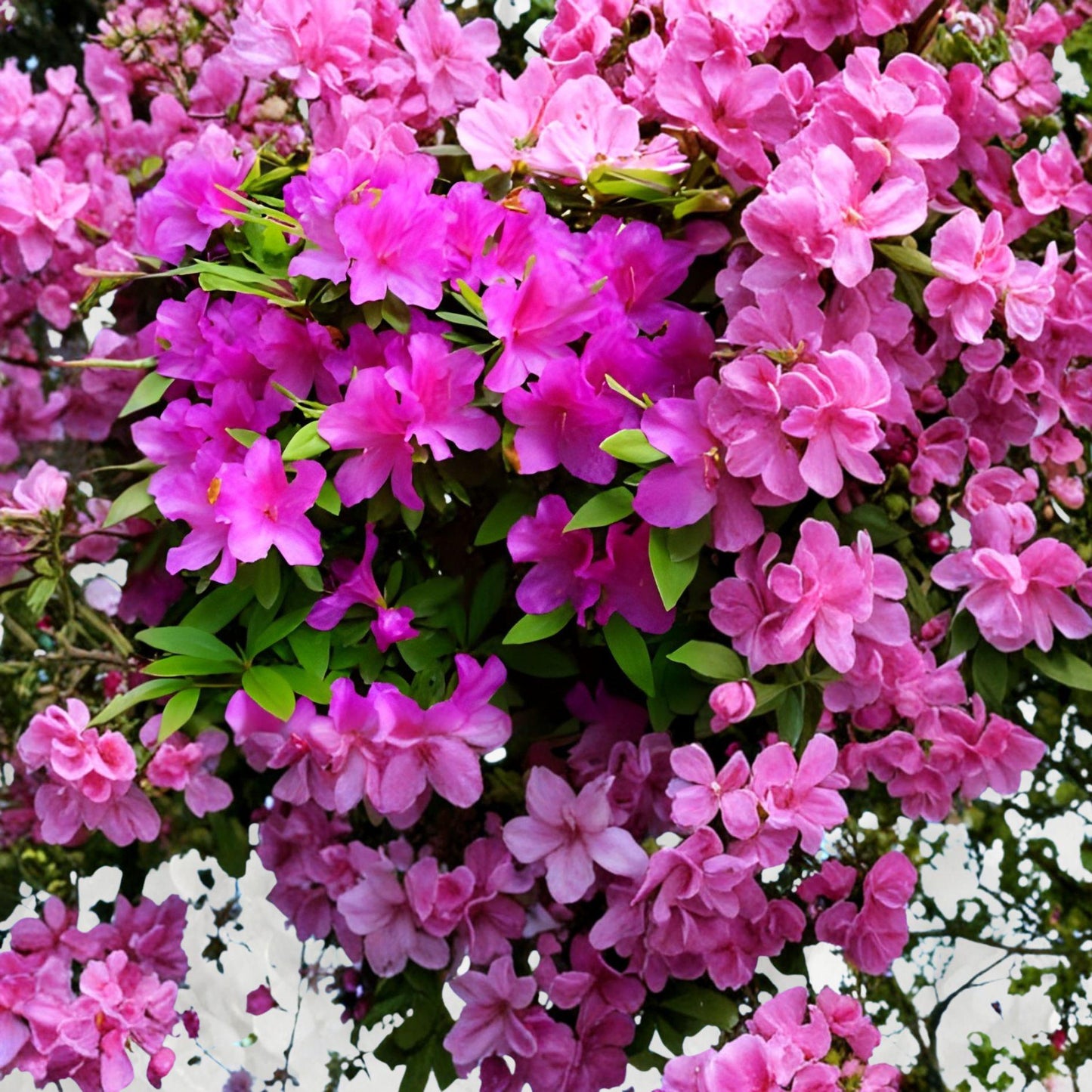 Formosa Azalea Cuttings – 3 Live Rhododendron Lavender Purple Flowering Shrubs for Garden, Landscape & Borders