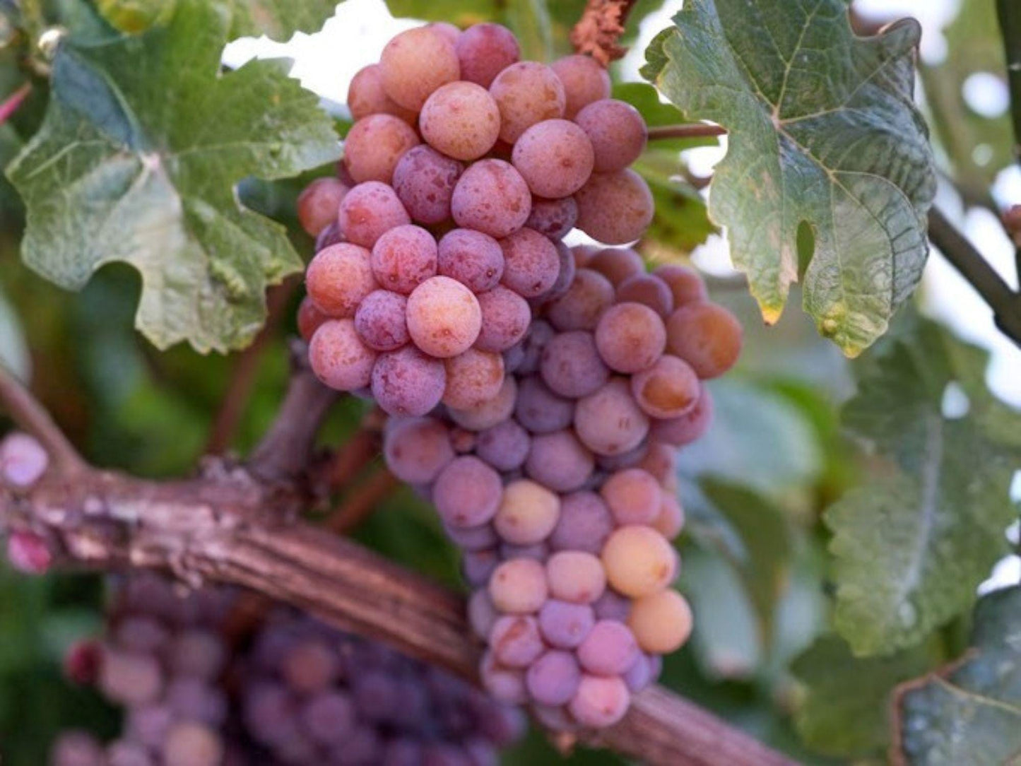 Red Reliance Grape Vine – Seedless Edible Fruit Plant, Climbing Vitis spp., Bare Root 1-2 Ft