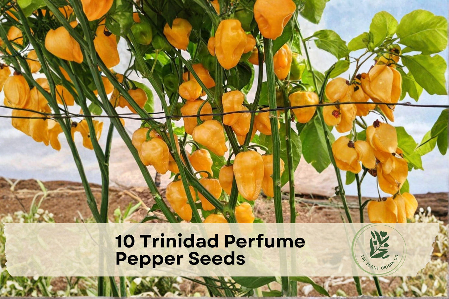Trinidad Perfume Pepper Seeds – Mild Heat, Compact Plant, Golden-Orange Fruits, Capsicum chinense, Home Garden, Cooking & Pickling