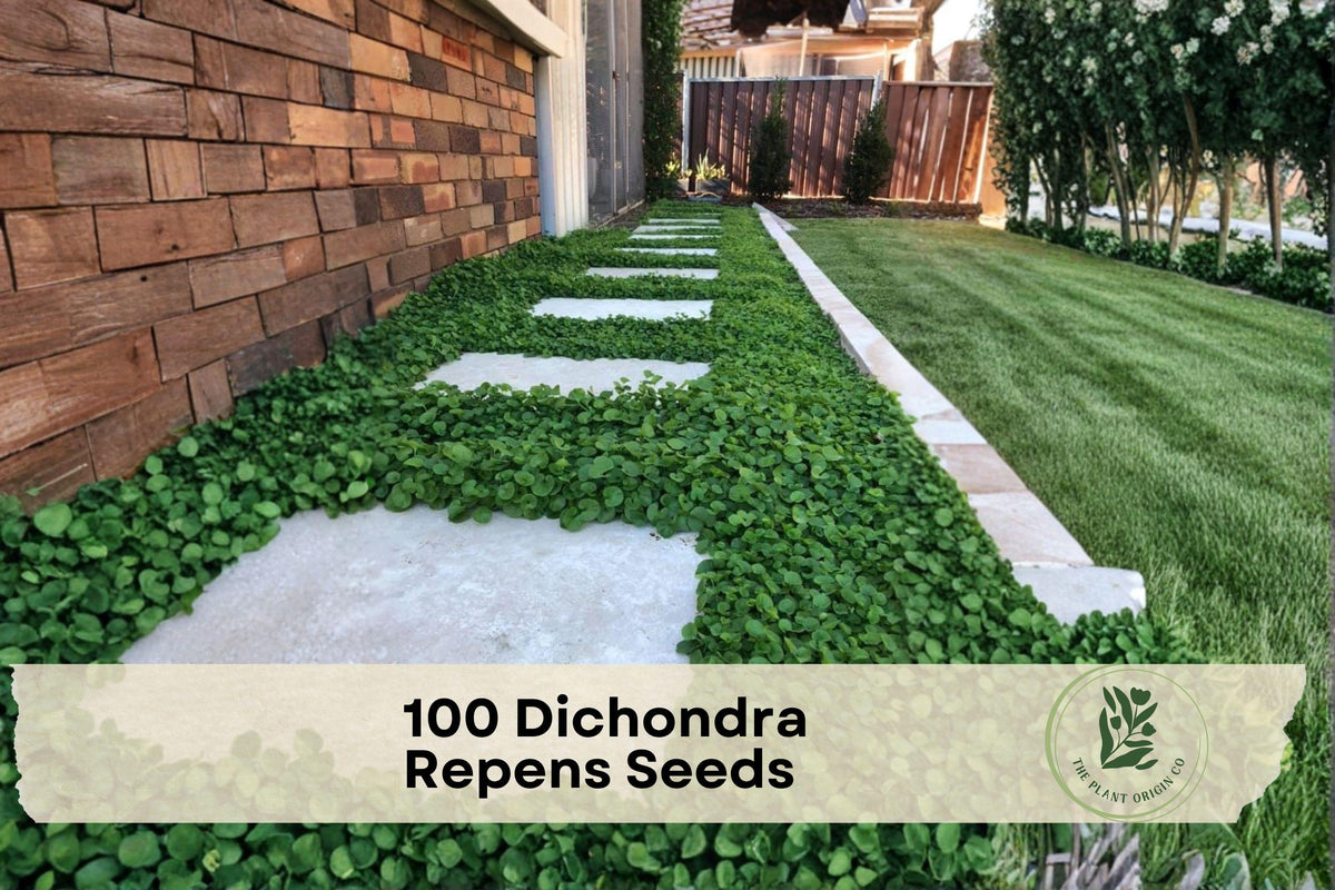 100 Dichondra Repens Seeds - Ground Cover, Lawn Alternative, Green Foliage, Scientific Name Dichondra repens