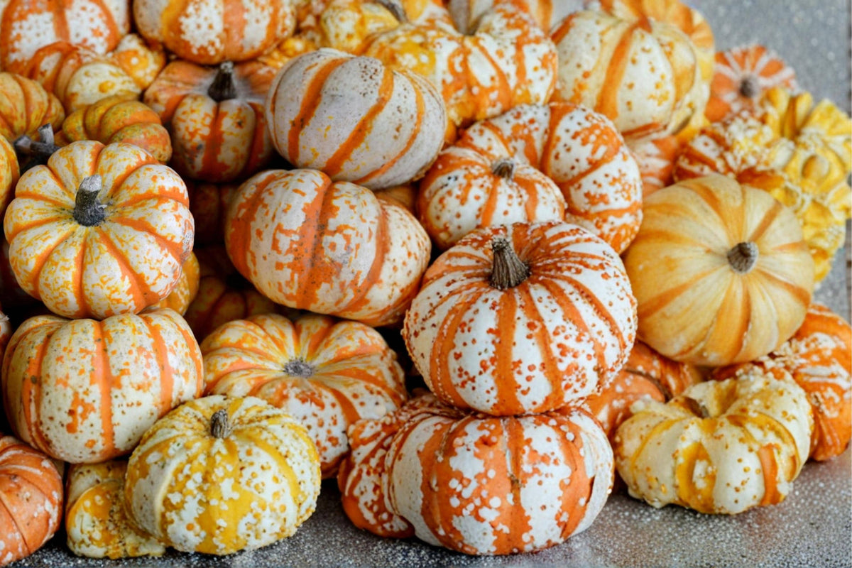 Striped Pumpkin Seeds – Cucurbita pepo ‘One Too Many’ White & Red Veined Ornamental Pumpkin Seed