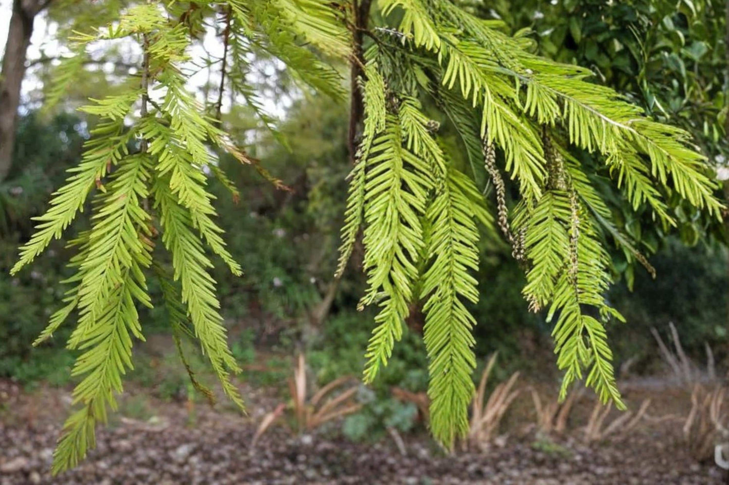 Bald Cypress Seeds – Taxodium distichum – Wetland Tree with Feathery Foliage for Water Gardens and Landscaping
