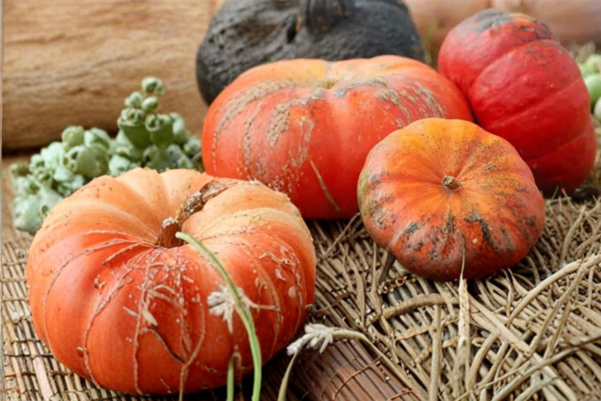 Rouge Vif Pumpkin Seeds – Cucurbita maxima, Ornamental & Culinary Fall Garden Plant, Red-Orange Skin, Vining Vegetable Seed