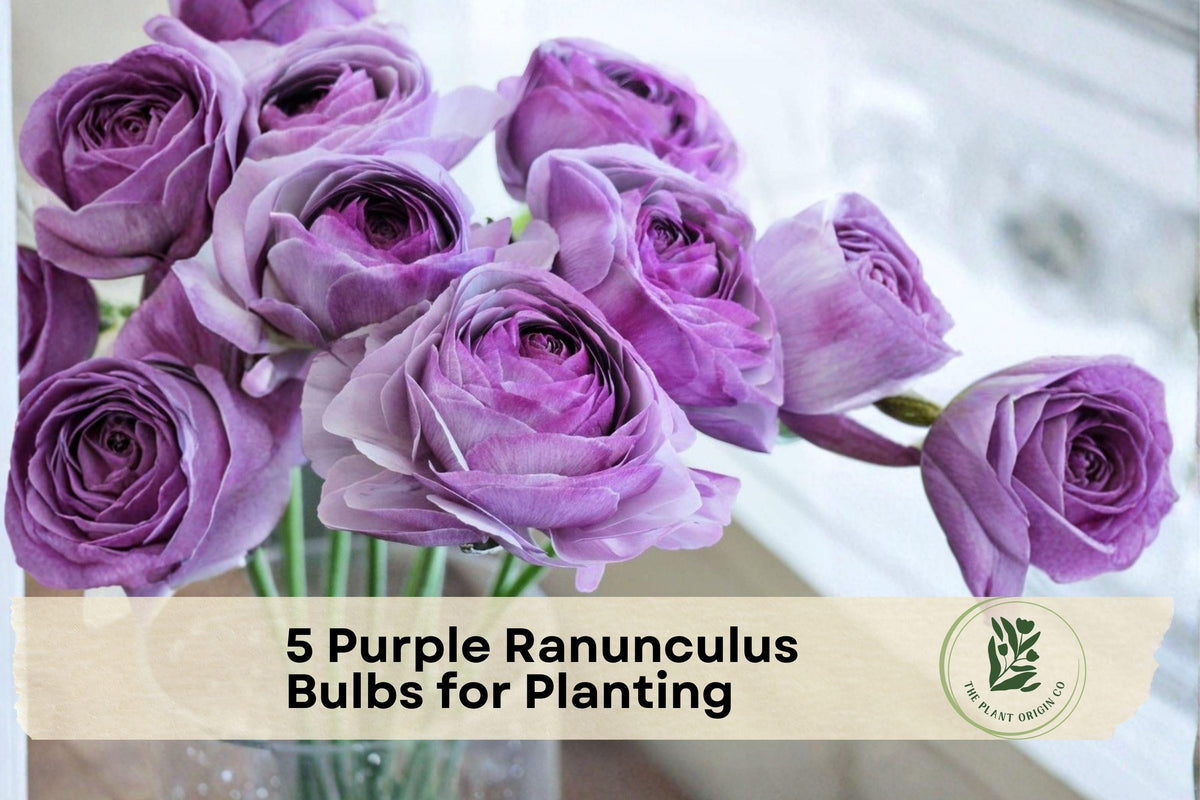Purple Ranunculus Bulbs – 5 Flower Bulbs for Garden, Borders, Containers, Cut Flowers – Ranunculus asiaticus