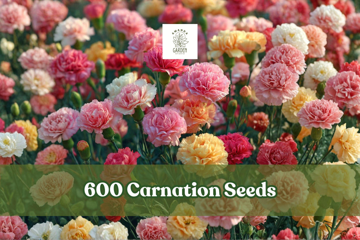 600 Carnation Seeds - Dianthus caryophyllus Double Bloom Mix Flower Seeds for Garden, Borders, Containers
