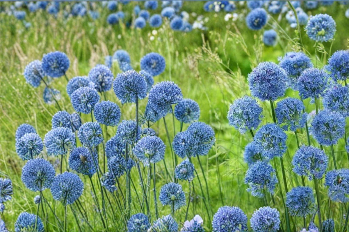 Blue Allium Caeruleum Bulbs – Perennial Flowering Bulb with Blue Globe-Shaped Blooms for Garden Borders