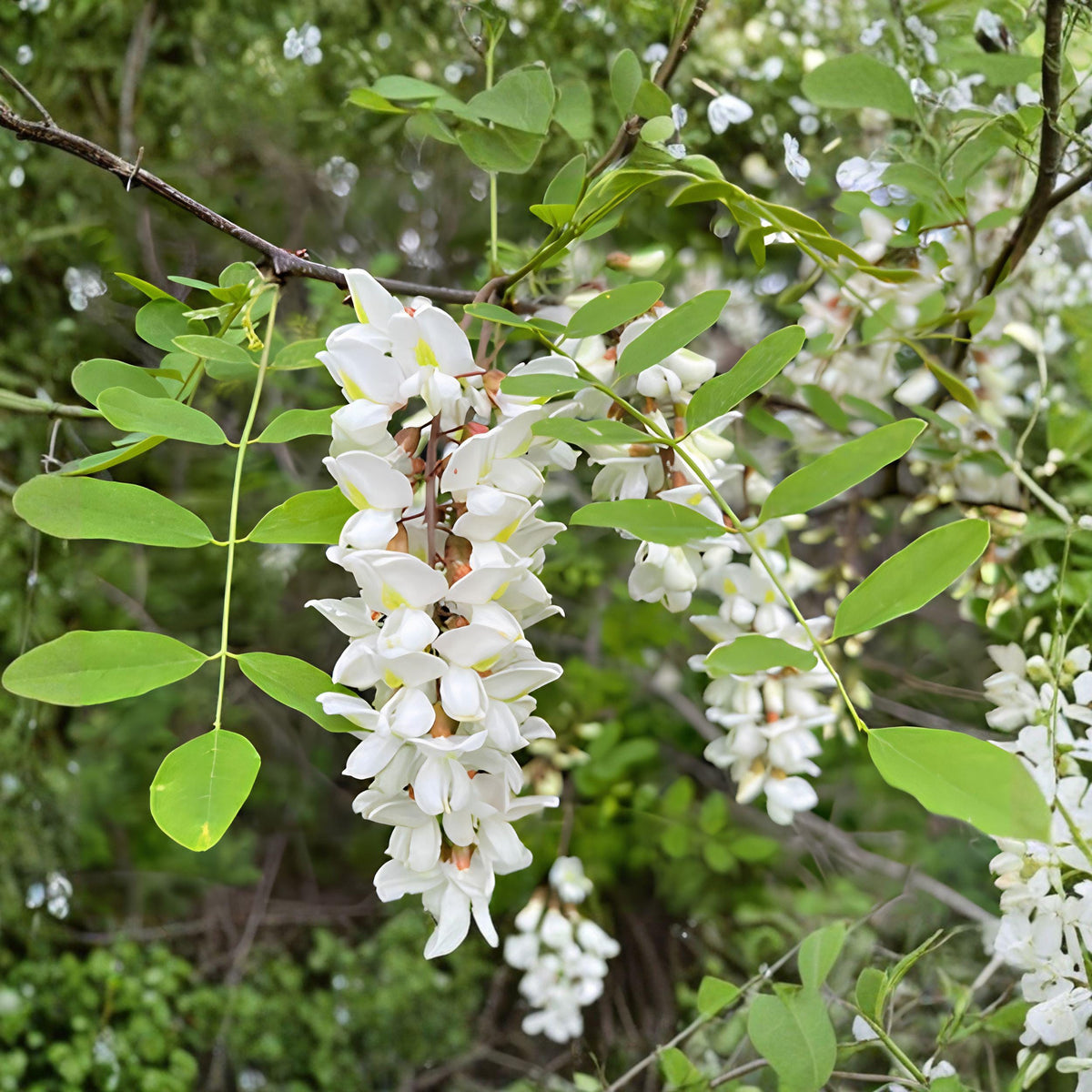Black Locust Sapling Bare Root Tree – Fast-Growing Shade Tree for Garden and Landscape