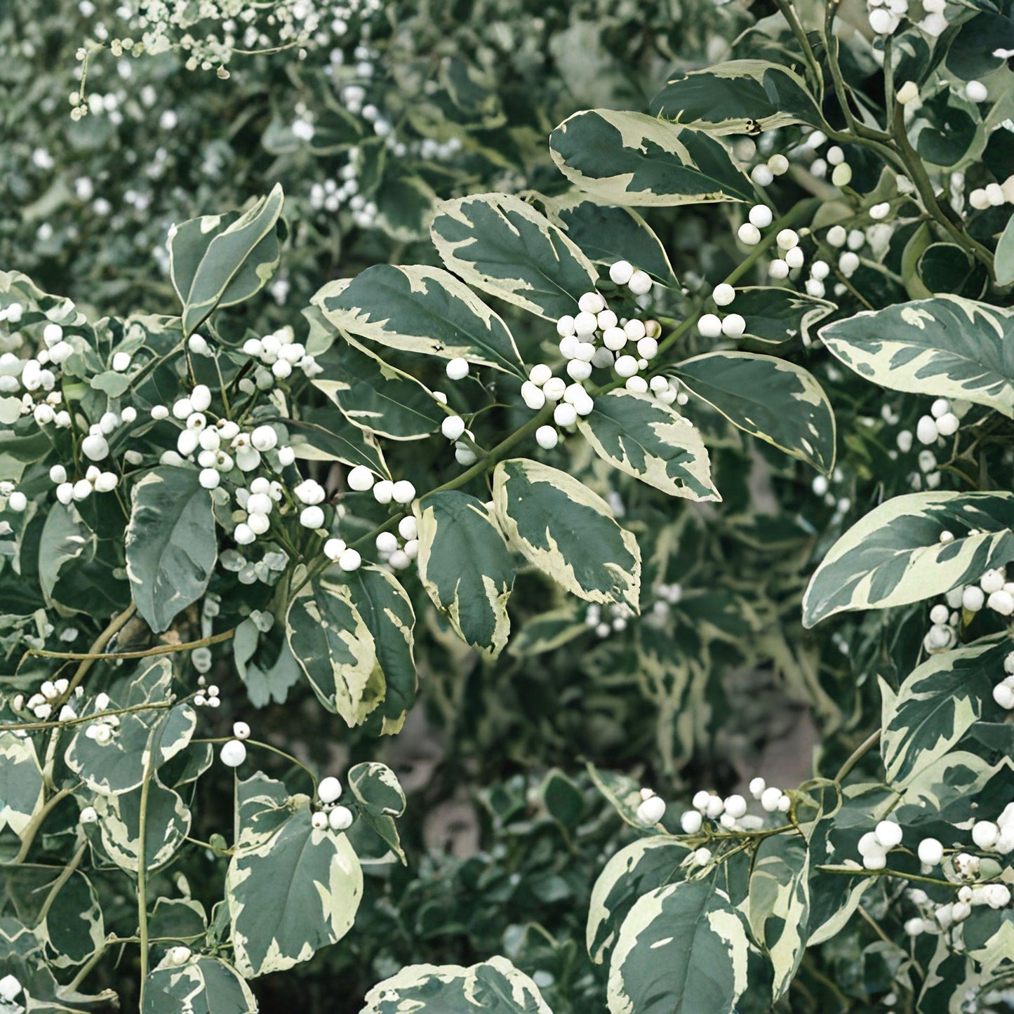 Duet Beautyberry Shrub – Callicarpa dichotoma ‘Duet’ – Variegated Foliage with White Berries – Live Garden Plant