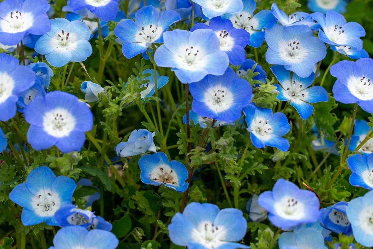 Baby Blue Eyes Wildflower Seeds, Drought Tolerant Groundcover, Sky Blue Blooms, Pollinator Friendly, Eustoma grandiflorum