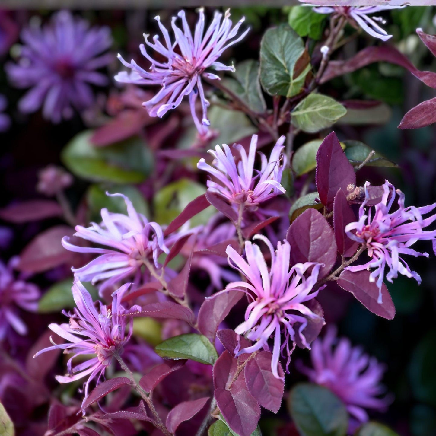 Ruby Loropetalum Live Plant – Flowering Shrub with Burgundy Foliage and Pink Blooms – Loropetalum chinense