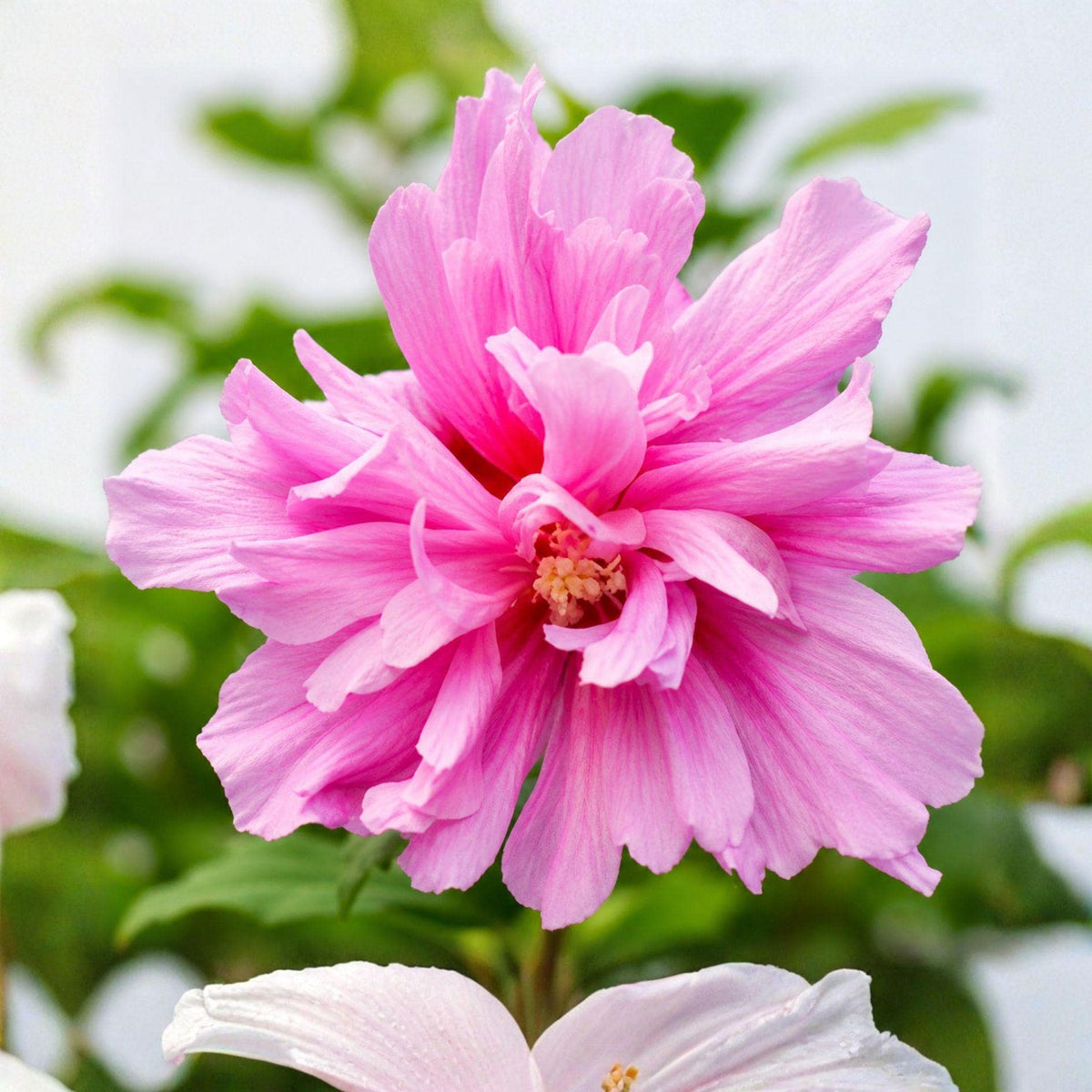 Lucy Rose of Sharon Hibiscus syriacus Live Plant – Double Pink Flowering Shrub, Garden Bed & Hedge, 8+ Inches