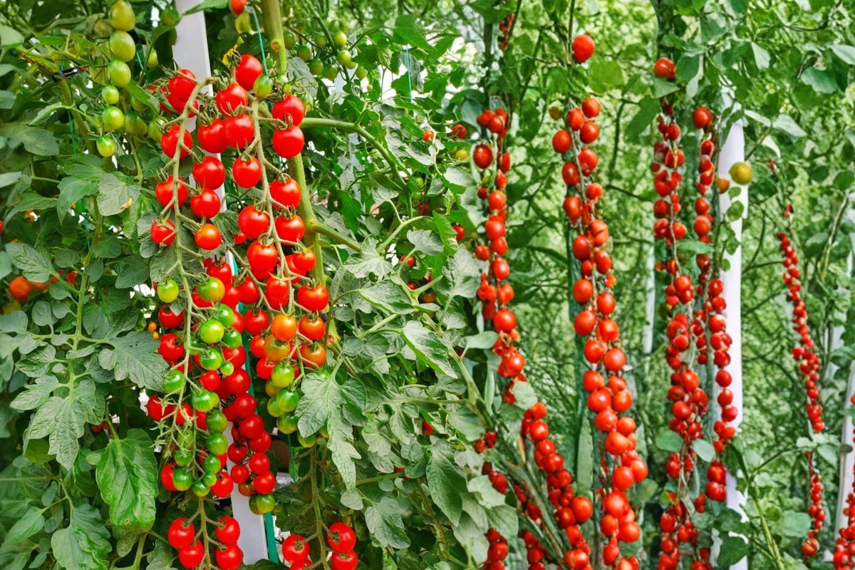 Waterfall Tomato Seeds, Cascading Vine, Sweet Juicy Fruits, Hanging Basket Garden, Solanum lycopersicum