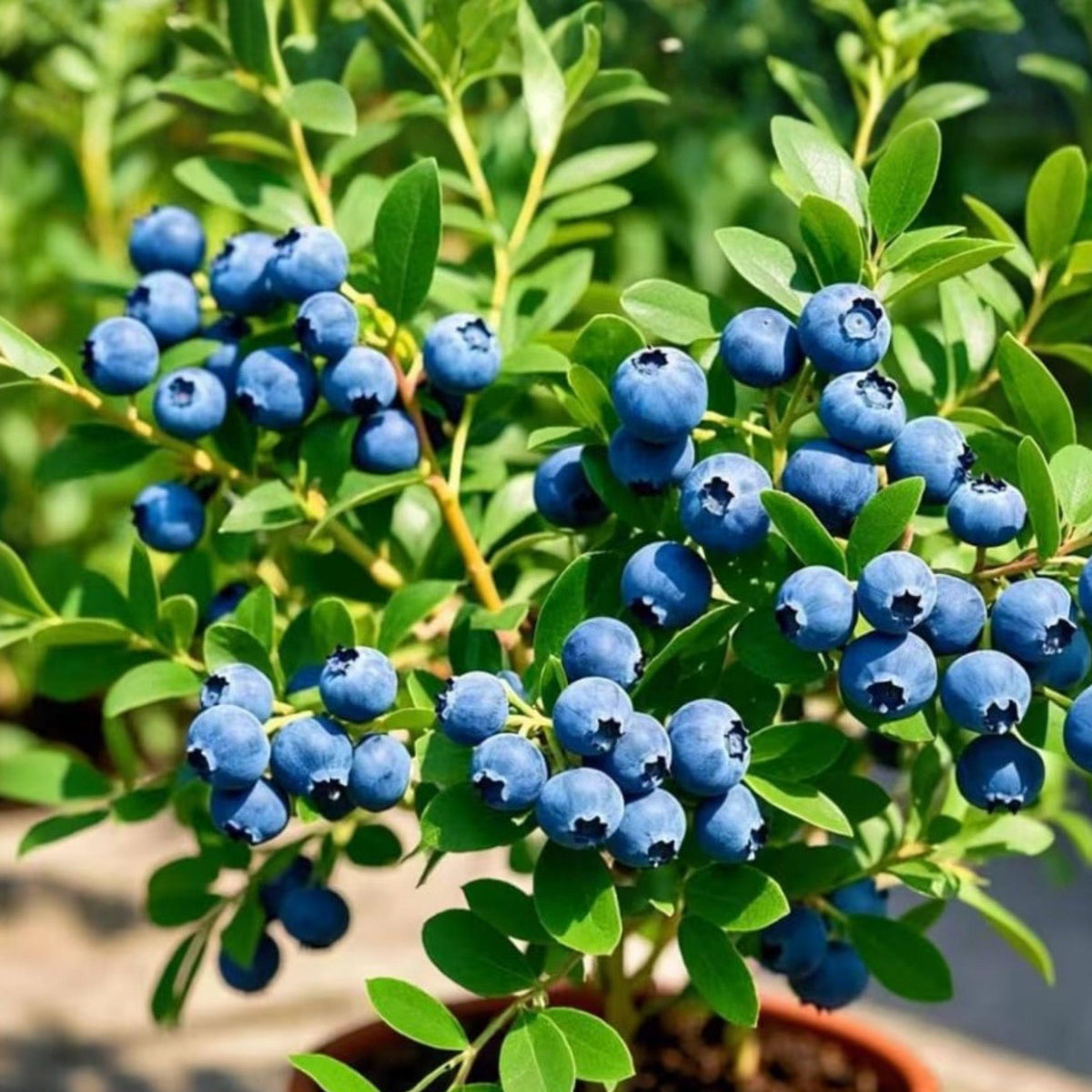 Emerald Blueberry Starter Plants 4 Pack – Vaccinium corymbosum, Sweet Fruit Bush, Pesticide-Free Live Plants