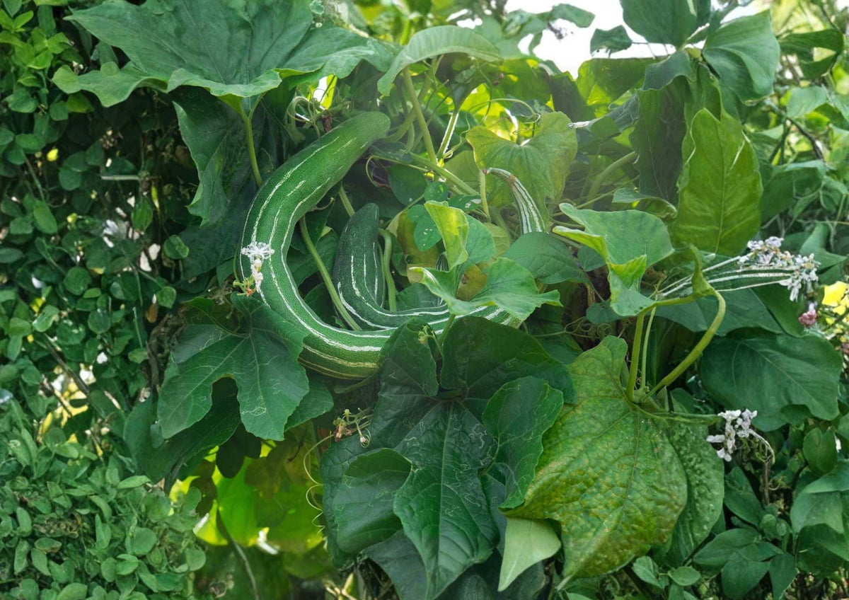 Painted Serpent Cucumber Seeds – Heirloom Non-GMO Rare Asian Vegetable for Garden Planting, Long Striped Sweet Crisp Cucumbers