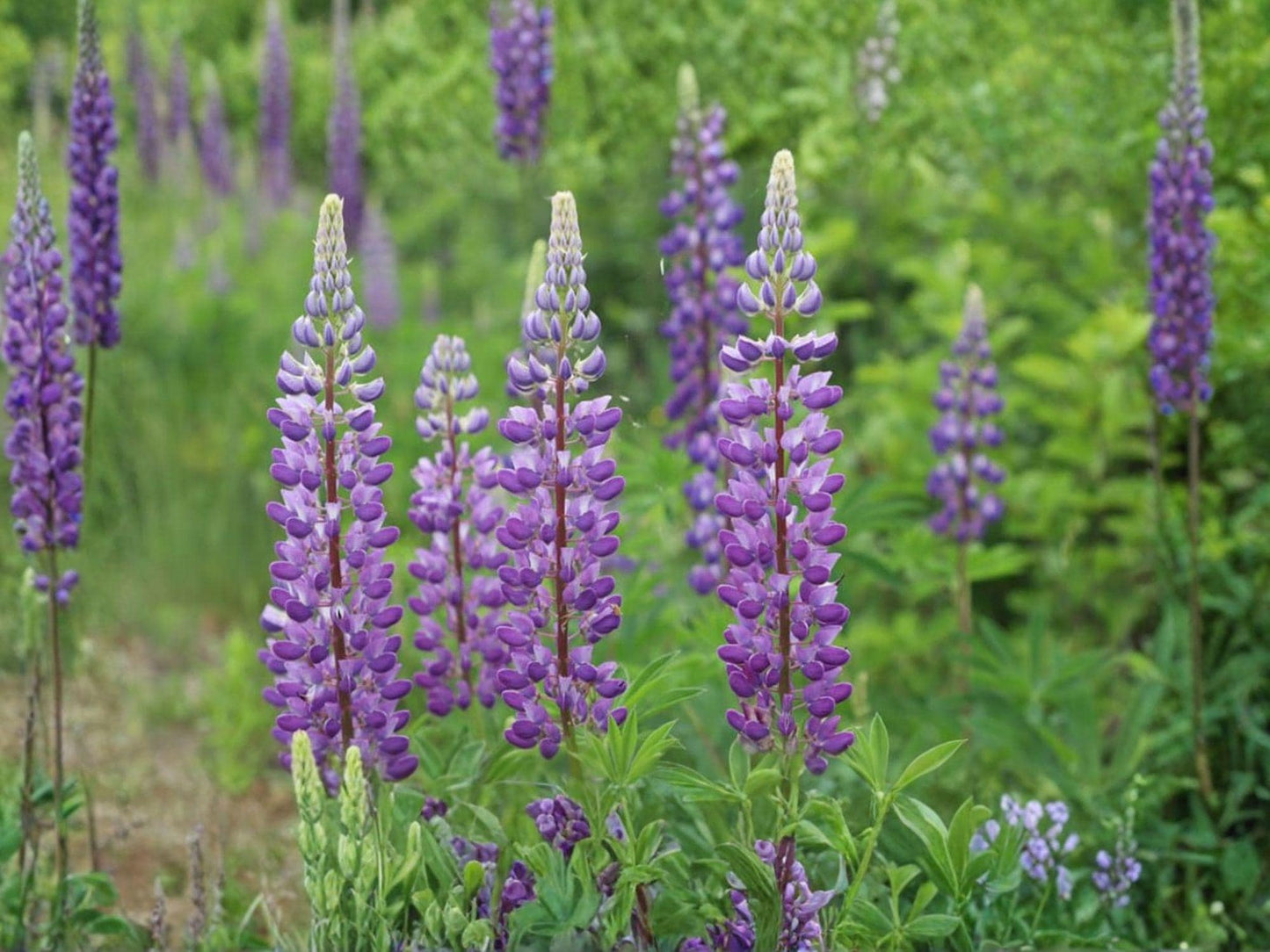 Large Leaf Lupine Seeds | Lupinus polyphyllus Flowering Plant | Blue, Purple, Pink | Perennial Garden Seeds