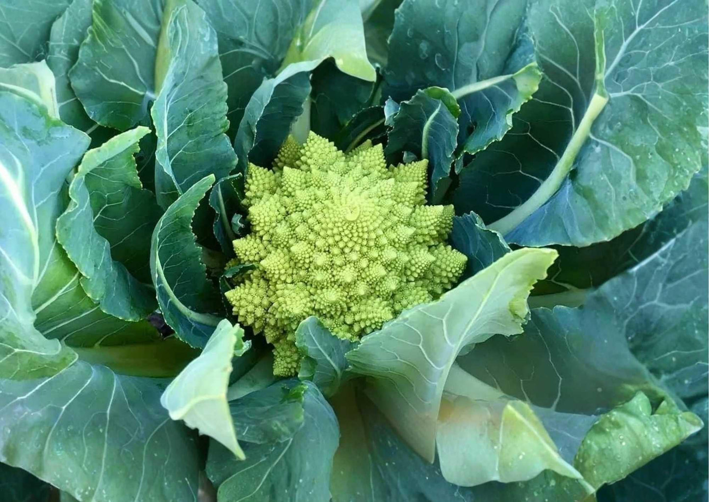 Romanesco Broccoli Seeds – Heirloom Non-GMO Vegetable Seeds for Garden Planting, Fractal Lime Green Heads, Nutty Flavor