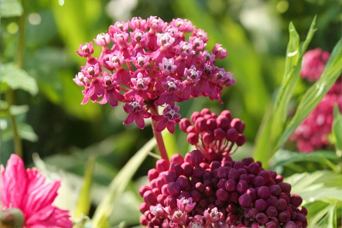 Rose Milkweed Seeds (Asclepias incarnata) – Native Swamp Milkweed for Pollinators & Monarchs