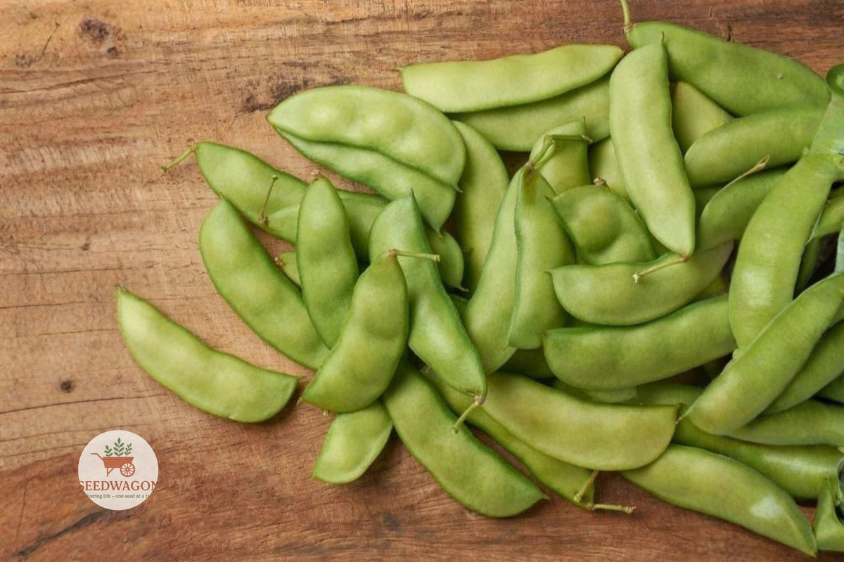 Henderson Bush Lima Bean Seeds – Heirloom, Non-GMO, Easy Grow, Compact Bush Phaseolus lunatus, 100+ Seeds