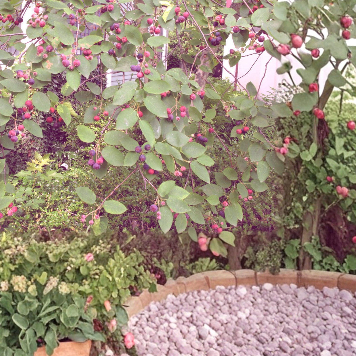 Serviceberry Live Plants – 2 Pack, 16–24 Inches, Amelanchier arborea, Deciduous Shrub with White Flowers & Summer Berries