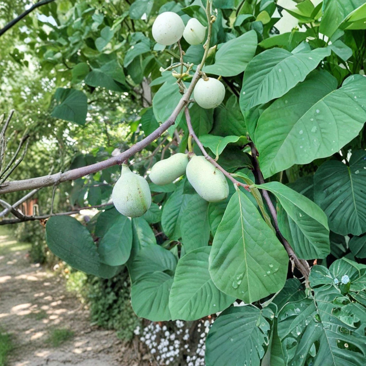 Paw Paw Live Plant – 8–12 Inches – Asimina triloba – Edible Native Fruit Tree for Landscape and Fruit Production