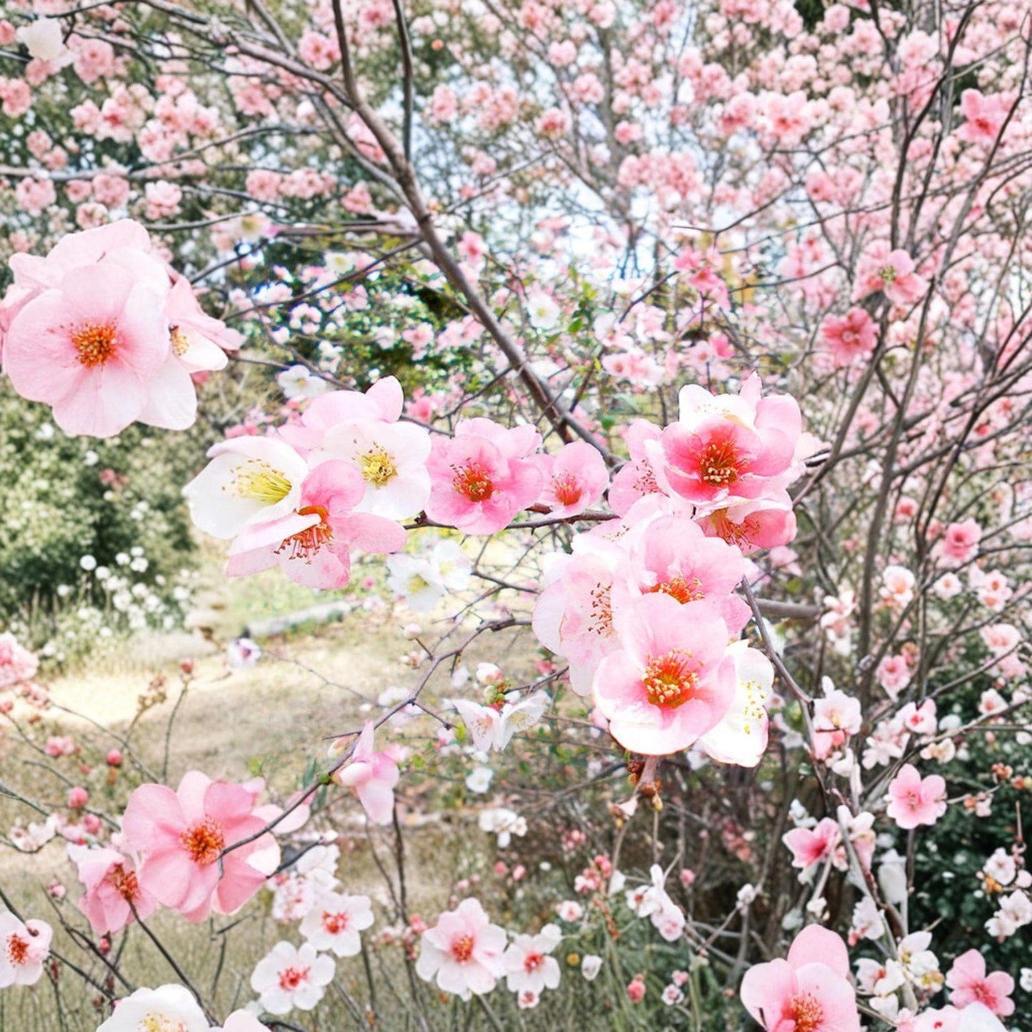 Toyo Nishiki Quince Live Plant – 6+ Inch Ornamental Shrub with Multicolor Flowers – Chaenomeles speciosa