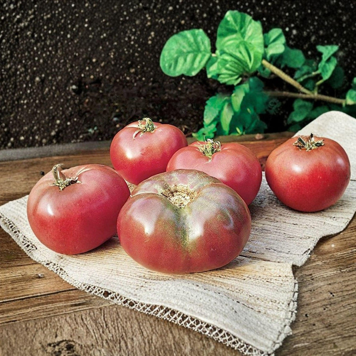 Cherokee Purple Tomato Plants – Heirloom Solanum lycopersicum – 2 Live Starter Plants, 4–6 Inches Tall