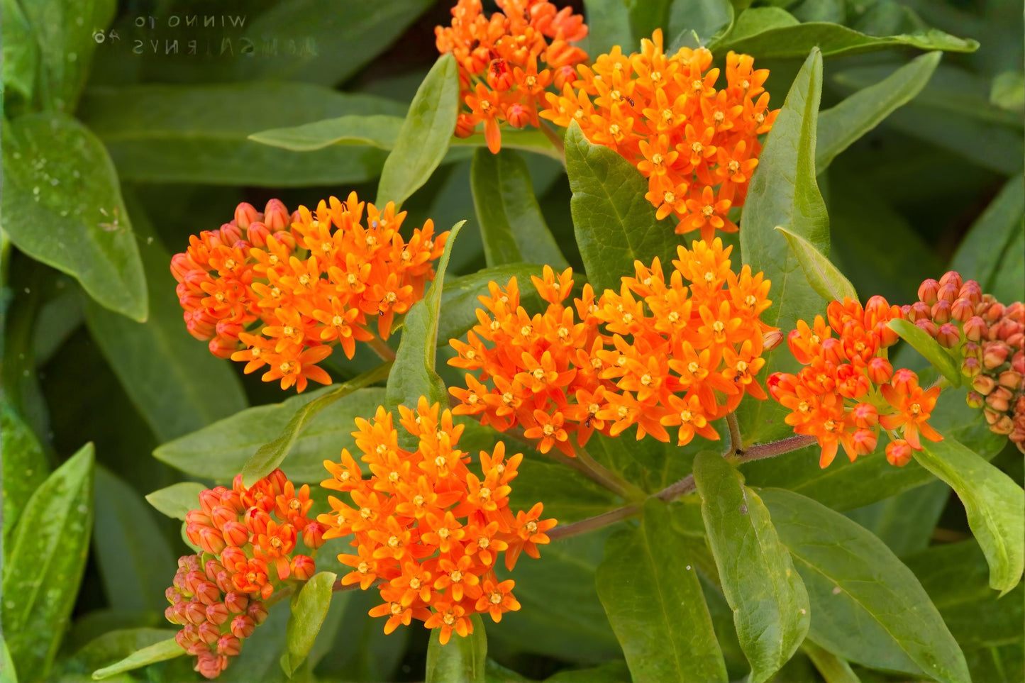 Butterfly Weed Seeds (15) | Orange Milkweed Asclepias tuberosa | Native Wildflower for Pollinators & Monarchs