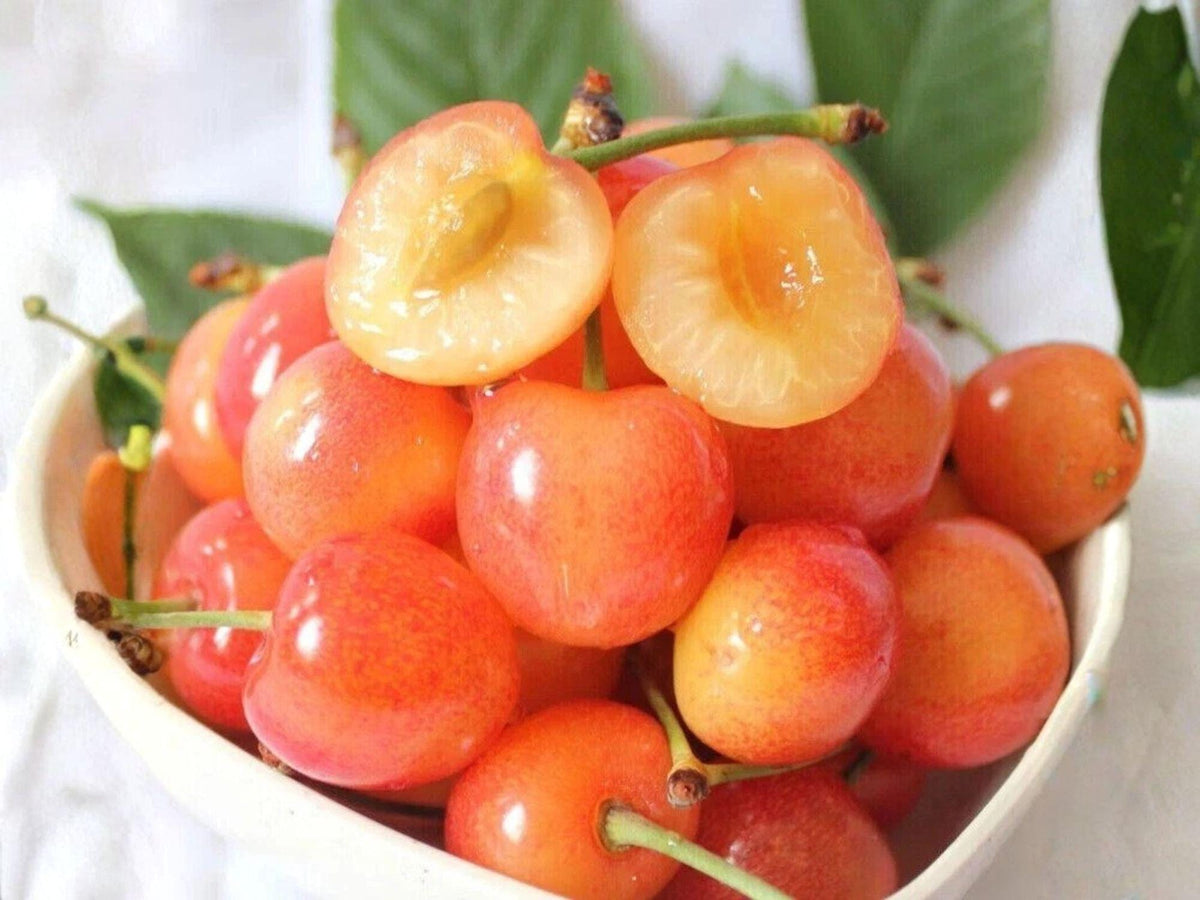 Jamaican Cherry Live Root Starter Plant – Muntingia calabura Heirloom Non-GMO Tropical Fruit Tree