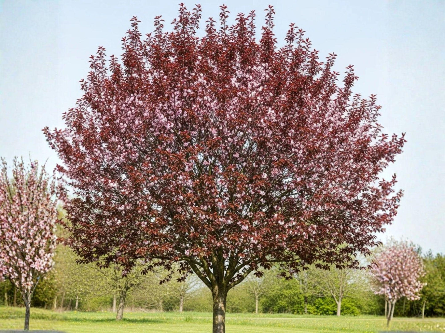 Cherry Plum Cuttings – Ornamental Purple Foliage Fruit Tree, Prunus cerasifera, 3 Unrooted 6-Inch Branches