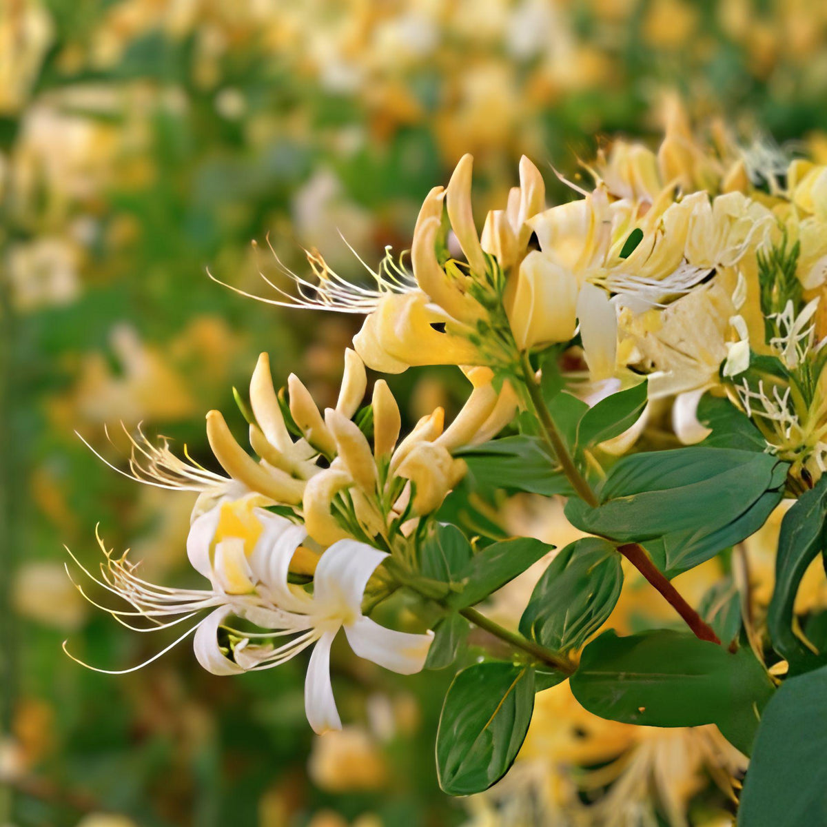 4 Live Hall’s Honeysuckle Vine Plants, Fragrant White-Yellow Flowers, Japanese Lonicera japonica ‘Halliana’