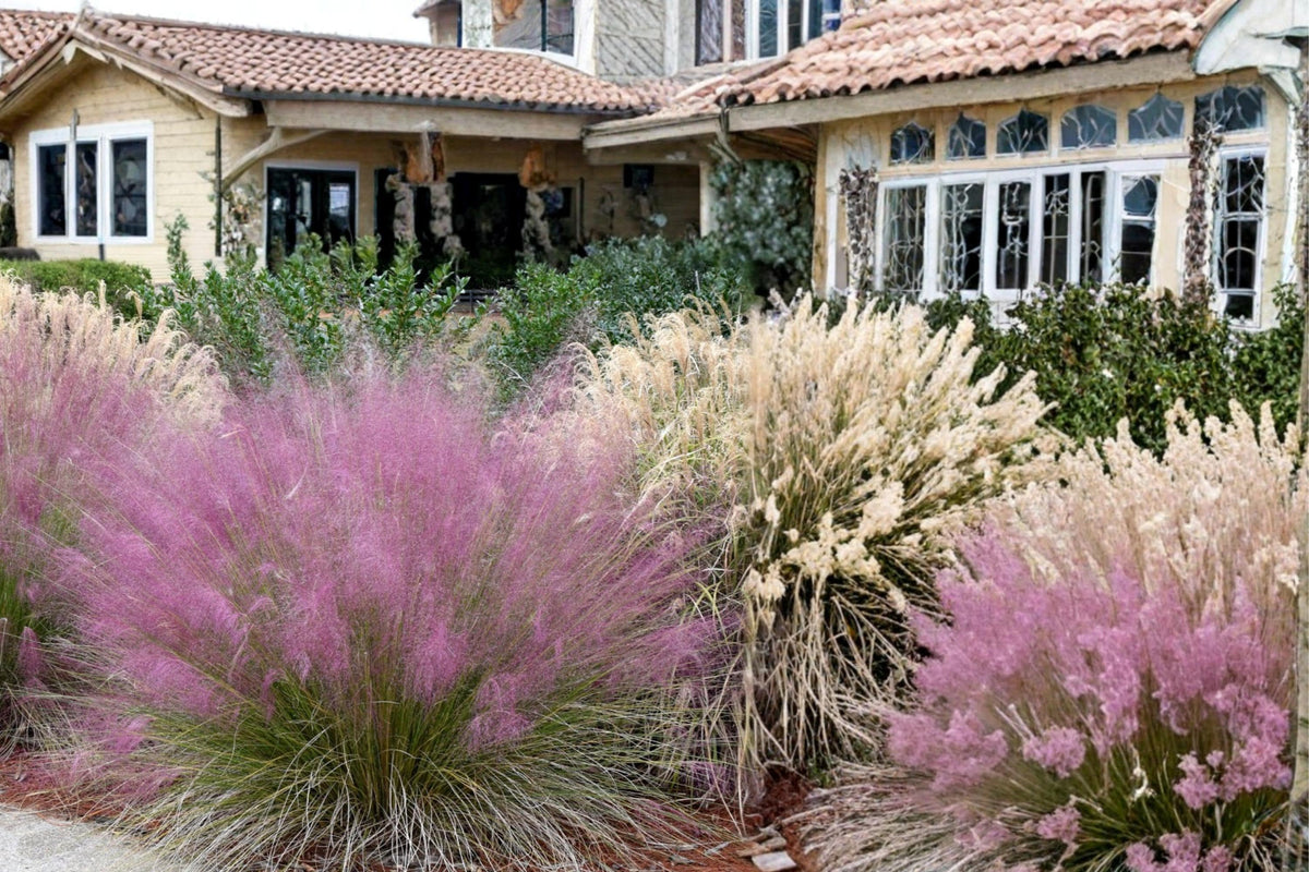 Pink Muhly Grass Seeds – Muhlenbergia capillaris, Ornamental Perennial Grass with Pink Flower Plumes, Drought Tolerant, Landscape, Garden
