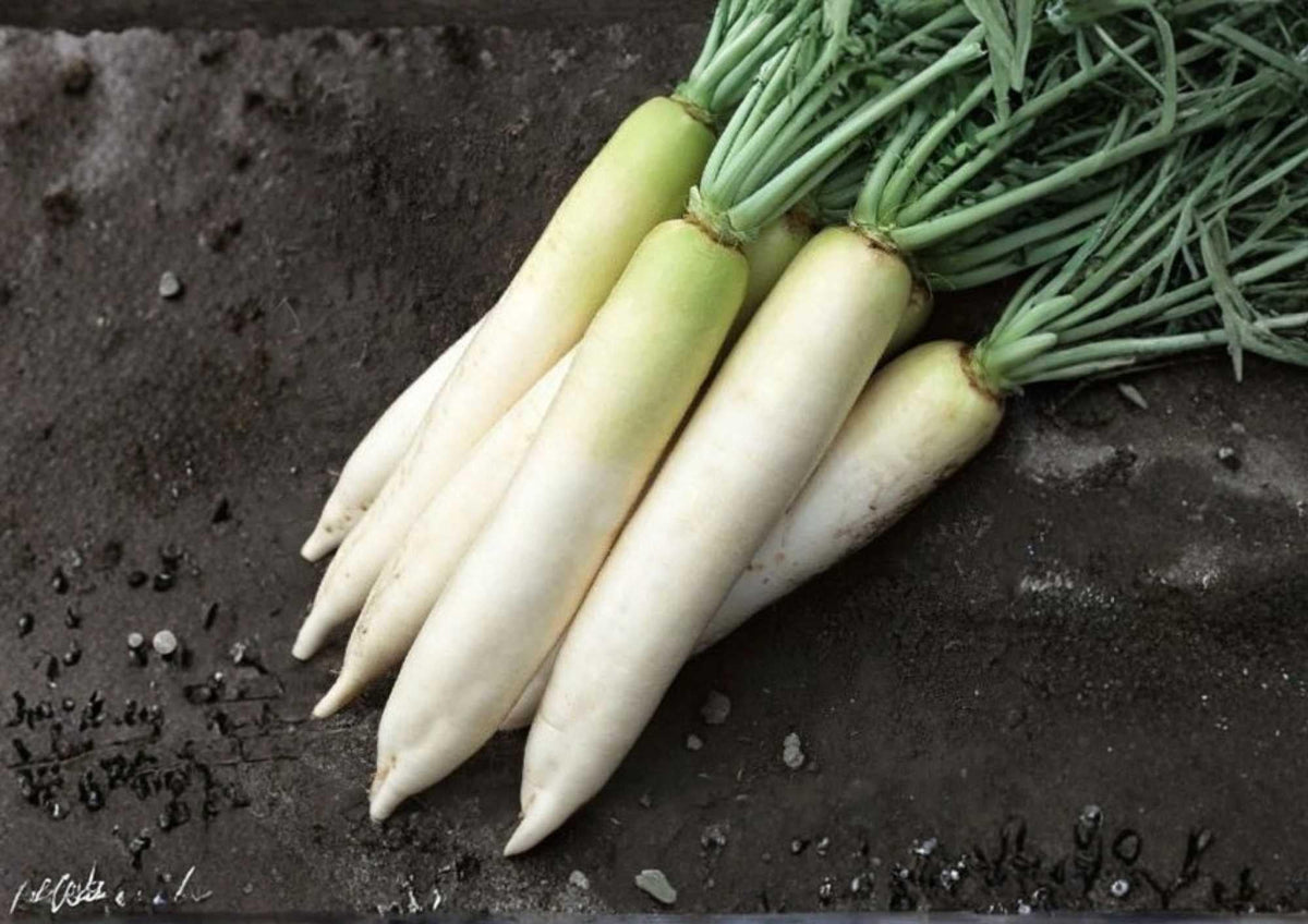 White Icicle Radish Seeds - Heirloom Organic Non-GMO Rare Vegetable Seeds for Garden Planting, Long White Roots, Crisp, Mild Flavor
