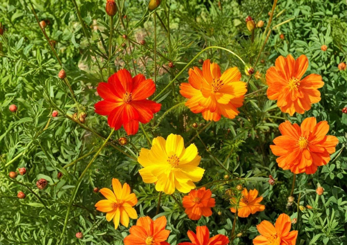 Mexican Torch Sunflower Seeds, Tithonia Diversifolia, Bright Orange Blooms, Pollinator Attracting, Garden Planting, 100+ Seeds