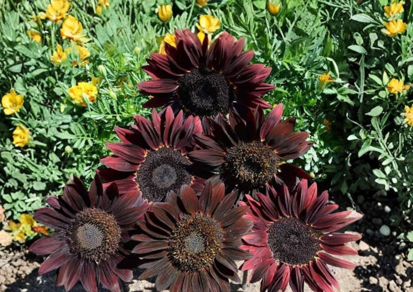 50+ Organic Heirloom Chocolate Cherry Sunflower Seeds - Non-GMO Pollinator Garden Flower Seeds