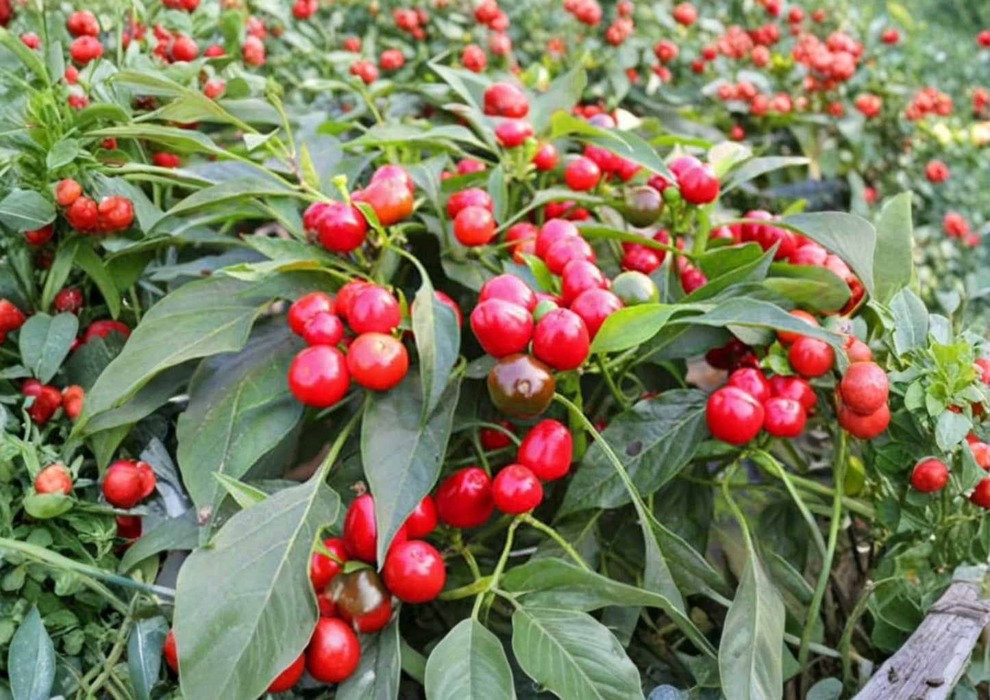 Large Red Cherry Hot Pepper Seeds, Thick-Walled, Medium Heat 3,000-5,000 Scoville, Capsicum annuum, Garden Planting