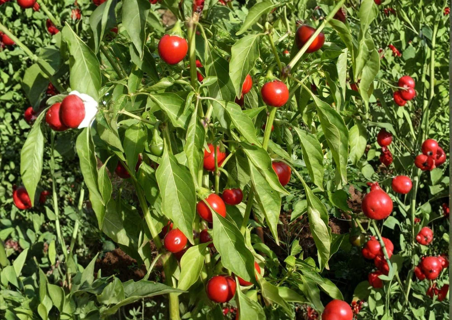 Red Cherry Pimenta Pepper Seeds – Heirloom Organic Non-GMO Chili Seeds for Garden, Growing Colorful, Thick-Walled, Round Hot & Sweet Peppers