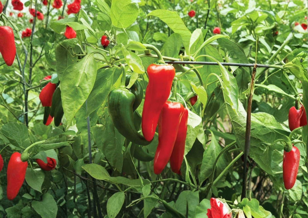 100+ TAM Jalapeno Pepper Seeds – Heirloom Non-GMO Chili Seeds for Garden Planting, Green to Red, Thick-Walled, Mild Spicy, Vegetable Seeds
