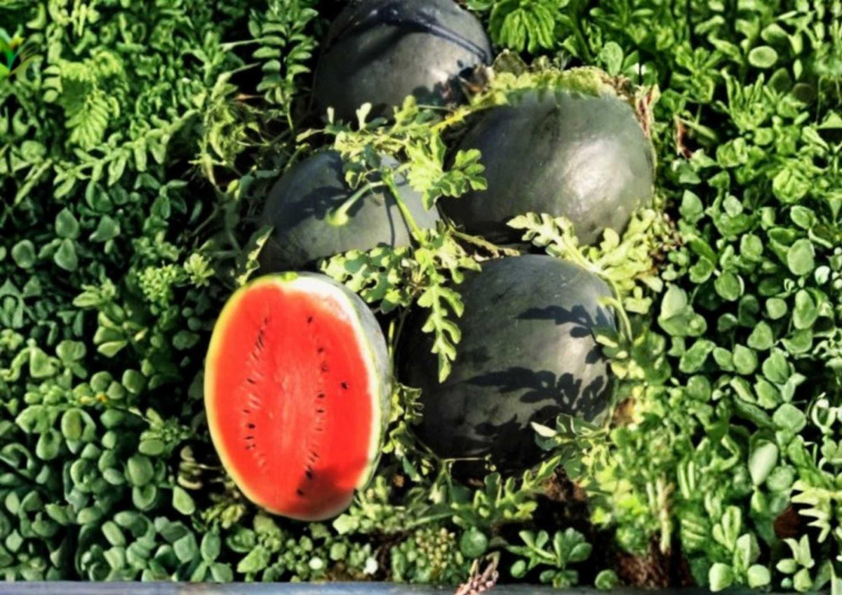 25+ Charleston Grey Watermelon Seeds – Heirloom Organic Non-GMO Giant Fruit Seeds for Garden Planting, Sweet Red Flesh, Large Melon Variety