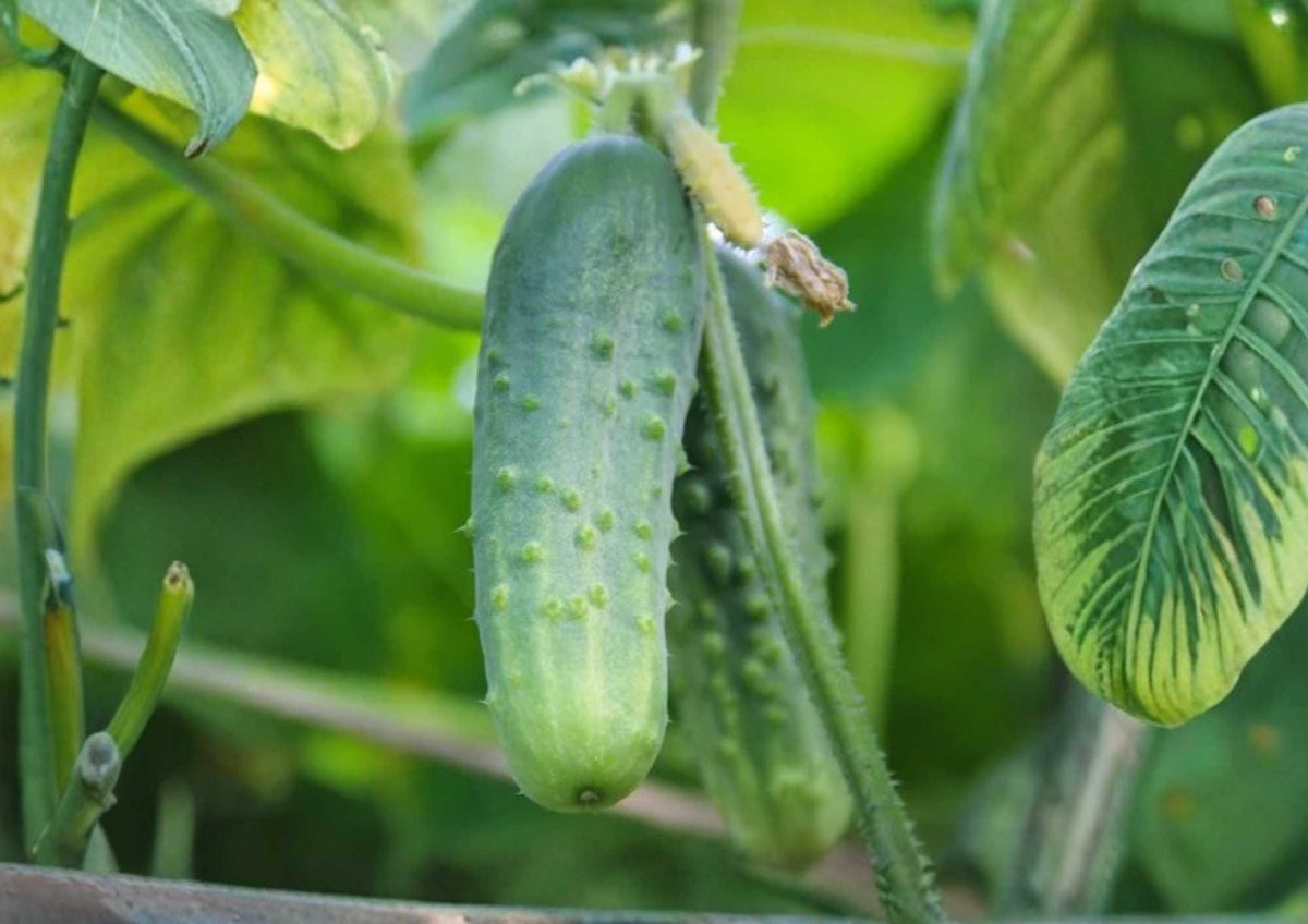 Arkansas Little Leaf Cucumber Seeds, Heirloom, Compact Vining, Green Slicing & Pickling Vegetable Seeds for Garden Planting