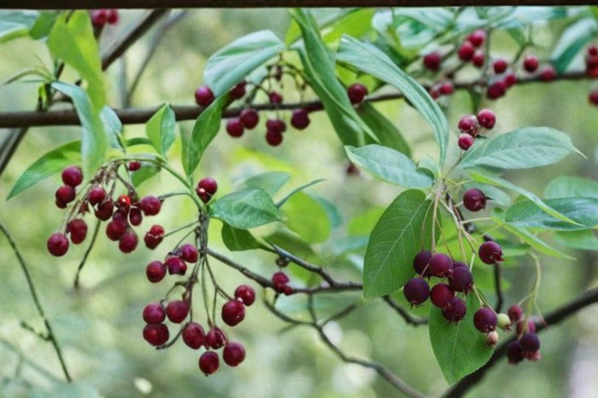 Juneberry Seeds – Amelanchier lamarckii, Edible Berries, Ornamental Shrub or Small Tree, White Flowers, Fruit Plant for Garden