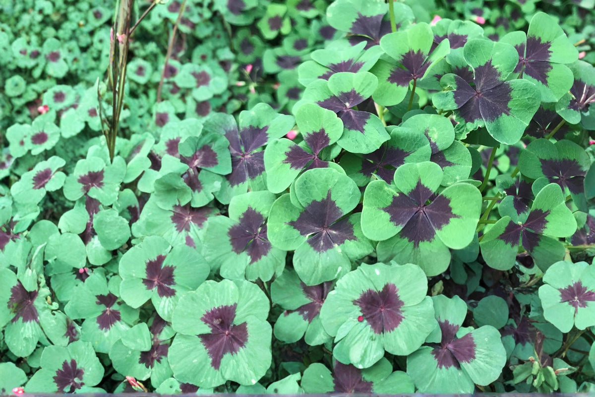 Iron Cross Shamrock Bulbs – Oxalis tetraphylla, Perennial Ornamental Bulb with Pink Flowers and Clover-Like Foliage