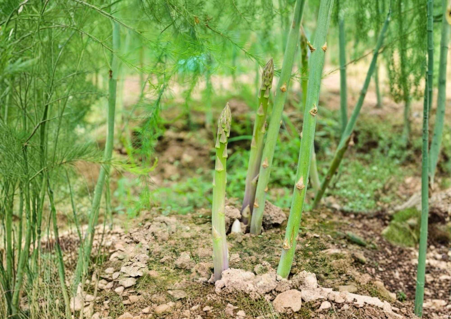 200+ Mary Washington Asparagus Seeds – Organic Heirloom Non-GMO Perennial Vegetable for Garden Planting, Edible Green Spears
