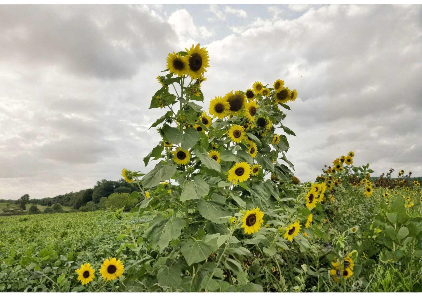 Mammoth Grey Stripe Sunflower Seeds – Giant Tall Flower Seeds for Garden, Pollinator Friendly, Heirloom Helianthus annuus